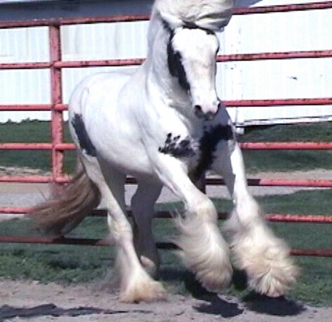 Friesian-Gypsy Vanner Crossbreed Horses